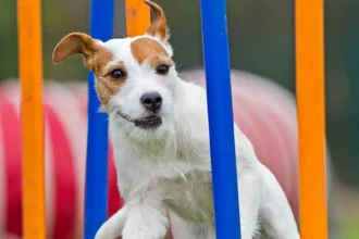 Valplekar: The Importance of Puppy Play in Development, Socialization, and Health