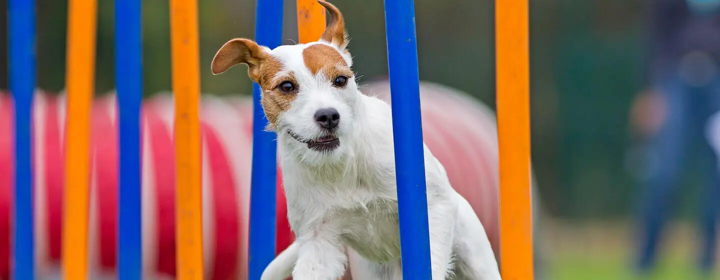 Valplekar: The Importance of Puppy Play in Development, Socialization, and Health